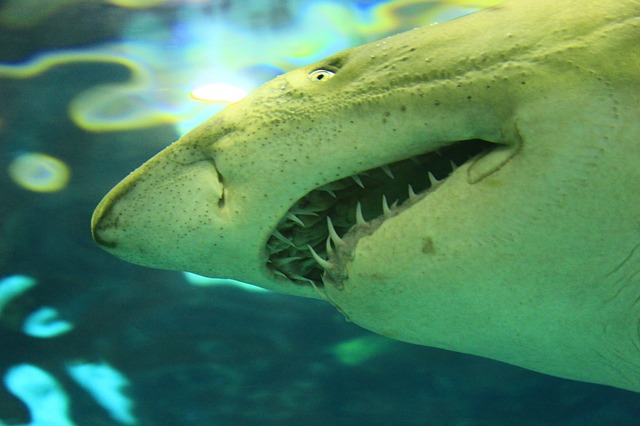 Mýtus, který pomlouvá žraloky